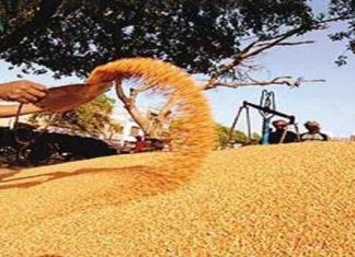 धान खरेदीसाठी ऑनलाईन नोंदणी ३१ डिसेंबरपर्यंत