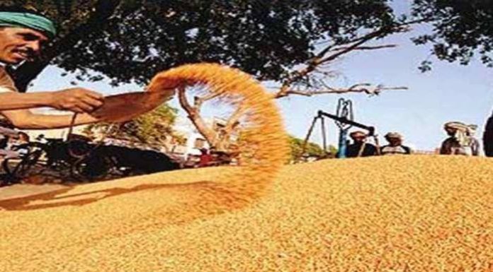धान खरेदीसाठी ऑनलाईन नोंदणी ३१ डिसेंबरपर्यंत
