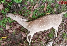 सावली : कुत्र्यांच्या हल्ल्यात हरणीचा दुर्दैवी मृत्यू