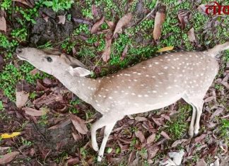 सावली : कुत्र्यांच्या हल्ल्यात हरणीचा दुर्दैवी मृत्यू