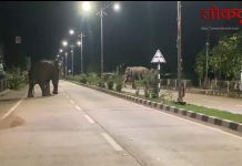 गडचिरोलीत रानटी हत्तींचा धाडसी कहर : शहरात सकाळीच थरार – नागरिकांत भीतीचा वातावरण