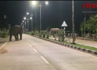 गडचिरोलीत रानटी हत्तींचा धाडसी कहर : शहरात सकाळीच थरार – नागरिकांत भीतीचा वातावरण