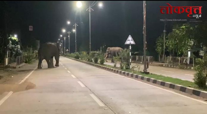 गडचिरोलीत रानटी हत्तींचा धाडसी कहर : शहरात सकाळीच थरार – नागरिकांत भीतीचा वातावरण