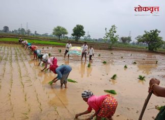 सावंगीच्या शेतात आधुनिकतेची पाऊलवाट : ‘ओळीतील पूर्ण लागवड’ पद्धतीचे प्रात्यक्षिक शेतकऱ्यांना मार्गदर्शक ठरणार