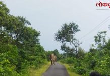गडचिरोली : रानटी हत्तीच्या हल्ल्यात गुराखी ठार