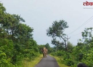 गडचिरोली : रानटी हत्तीच्या हल्ल्यात गुराखी ठार