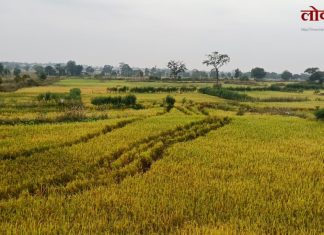 गडचिरोली : रानटी हत्तींचा कळप पोहचला जिल्हा मुख्यालयाच्या वेशीवर