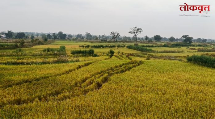 गडचिरोली : रानटी हत्तींचा कळप पोहचला जिल्हा मुख्यालयाच्या वेशीवर