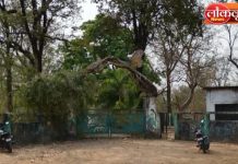 धानोरा उद्यानाचे ‘नंदनवन’ कोमेजले ; प्रशासकीय दुर्लक्षितपणामुळे वनसंपदा धोक्यात