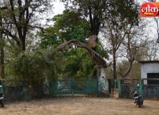 धानोरा उद्यानाचे ‘नंदनवन’ कोमेजले ; प्रशासकीय दुर्लक्षितपणामुळे वनसंपदा धोक्यात