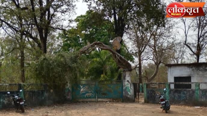 धानोरा उद्यानाचे ‘नंदनवन’ कोमेजले ; प्रशासकीय दुर्लक्षितपणामुळे वनसंपदा धोक्यात