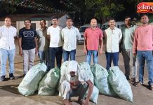 शेतात गांजाची शेती, २७ लाखांचा माल जप्त