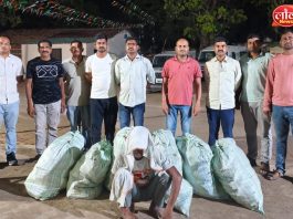शेतात गांजाची शेती, २७ लाखांचा माल जप्त