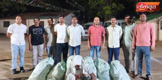शेतात गांजाची शेती, २७ लाखांचा माल जप्त