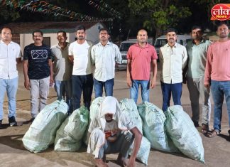 शेतात गांजाची शेती, २७ लाखांचा माल जप्त