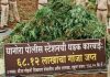 शेतात अवैध गांजाची लागवड, ६८ लाखांचा मुद्देमाल जप्त