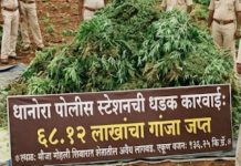 शेतात अवैध गांजाची लागवड, ६८ लाखांचा मुद्देमाल जप्त