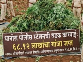 शेतात अवैध गांजाची लागवड, ६८ लाखांचा मुद्देमाल जप्त