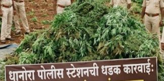 शेतात अवैध गांजाची लागवड, ६८ लाखांचा मुद्देमाल जप्त