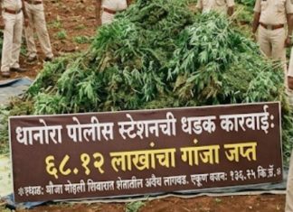 शेतात अवैध गांजाची लागवड, ६८ लाखांचा मुद्देमाल जप्त