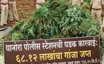 शेतात अवैध गांजाची लागवड, ६८ लाखांचा मुद्देमाल जप्त