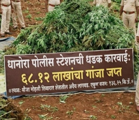शेतात अवैध गांजाची लागवड, ६८ लाखांचा मुद्देमाल जप्त