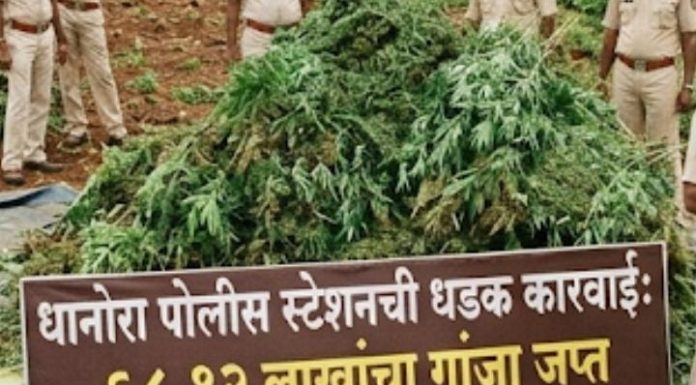शेतात अवैध गांजाची लागवड, ६८ लाखांचा मुद्देमाल जप्त