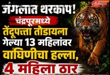 चंद्रपूर हादरले! तेंदूपत्ता तोडणीदरम्यान वाघाचा हल्ला, चार महिला ठार