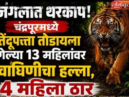 चंद्रपूर हादरले! तेंदूपत्ता तोडणीदरम्यान वाघाचा हल्ला, चार महिला ठार