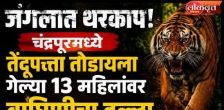 चंद्रपूर हादरले! तेंदूपत्ता तोडणीदरम्यान वाघाचा हल्ला, चार महिला ठार