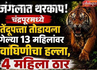 चंद्रपूर हादरले! तेंदूपत्ता तोडणीदरम्यान वाघाचा हल्ला, चार महिला ठार