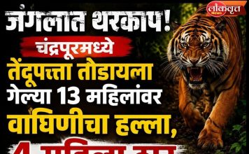 चंद्रपूर हादरले! तेंदूपत्ता तोडणीदरम्यान वाघाचा हल्ला, चार महिला ठार