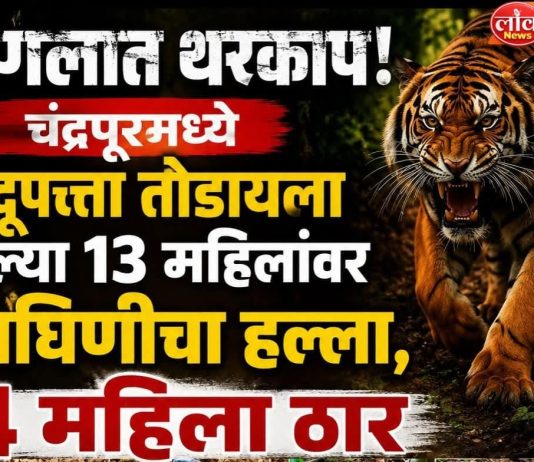 चंद्रपूर हादरले! तेंदूपत्ता तोडणीदरम्यान वाघाचा हल्ला, चार महिला ठार