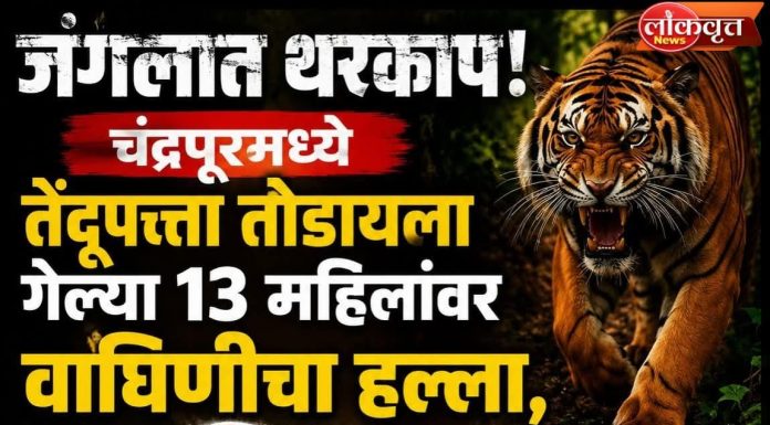 चंद्रपूर हादरले! तेंदूपत्ता तोडणीदरम्यान वाघाचा हल्ला, चार महिला ठार